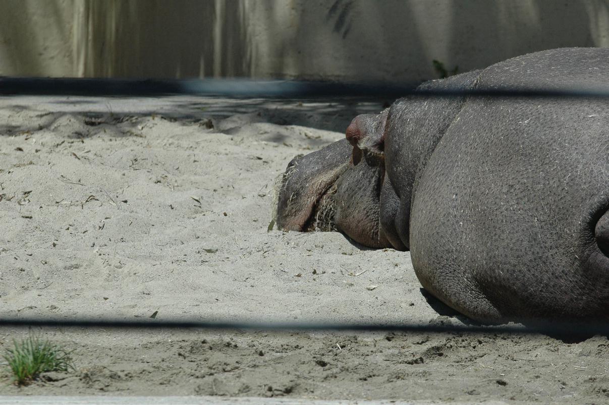 ./Hippo_20080607_131334_San_Francisco_Zoo_DSC_3655B.jpg