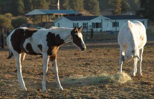 Horse2006_04.jpg