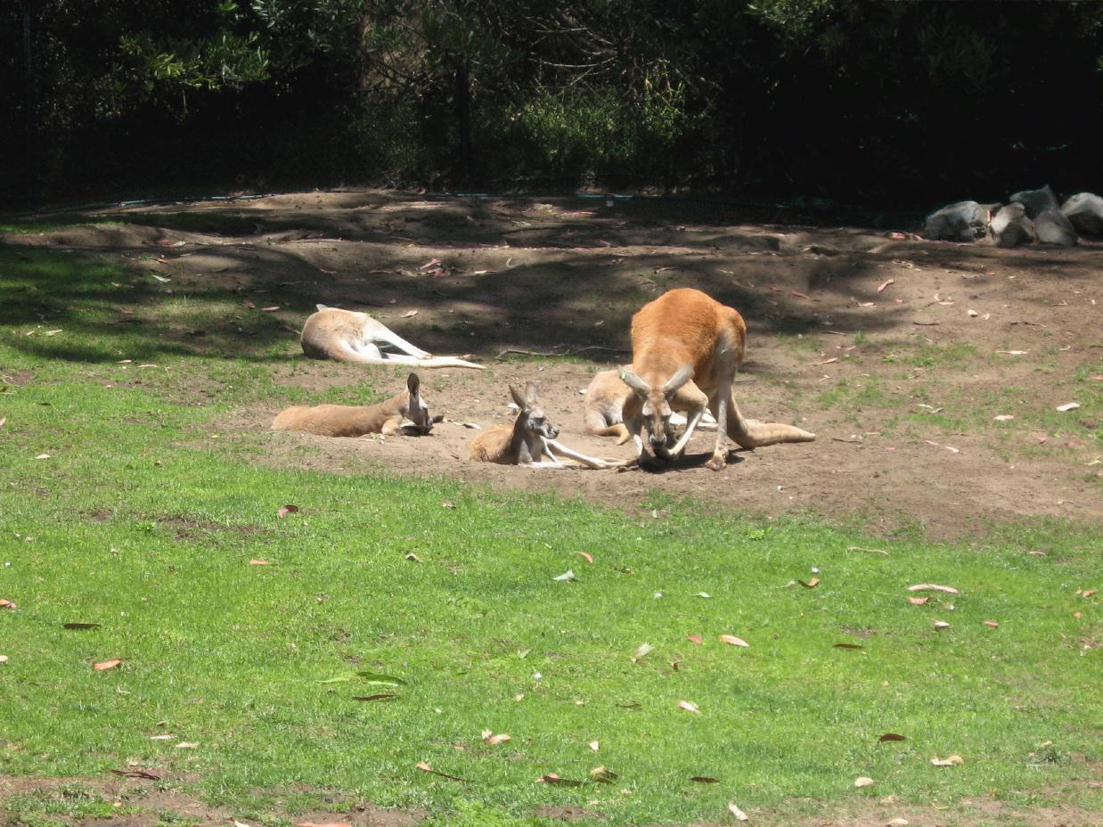 ./KangarooSFZoo2008_0549D.jpg