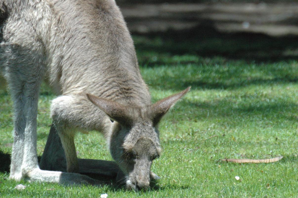 ./KangarooSFZoo2008_2732T.jpg