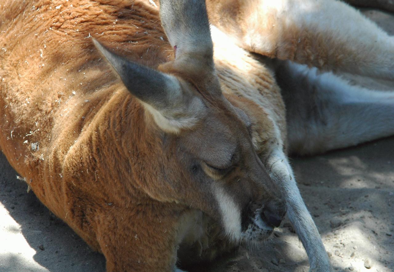 ./KangarooSFZoo2008_3610B.jpg