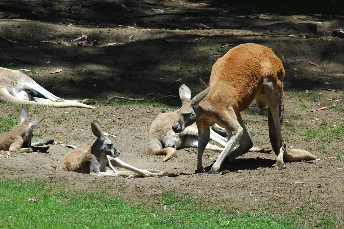 ./KangarooSFZoo2008_3611B.jpg