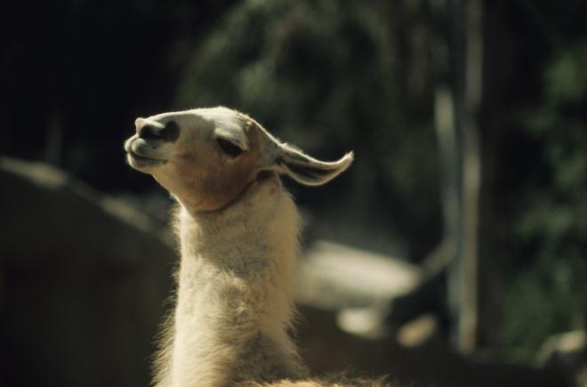 ./Llama1971_01.jpg