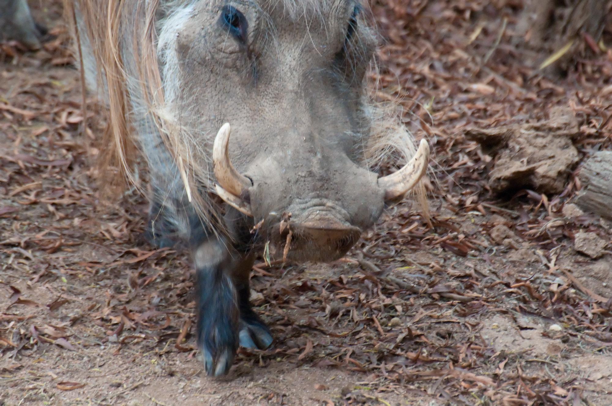 ./20111015_Warthog_Safari_Park_San_Diego_TNT_0001.jpg