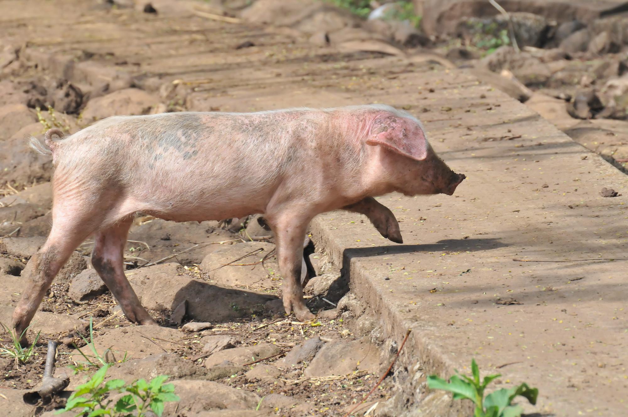 ./20120206_Domestic_Pig_Ometepe_Island_Lake_Nicaragua_TC1_0601.jpg