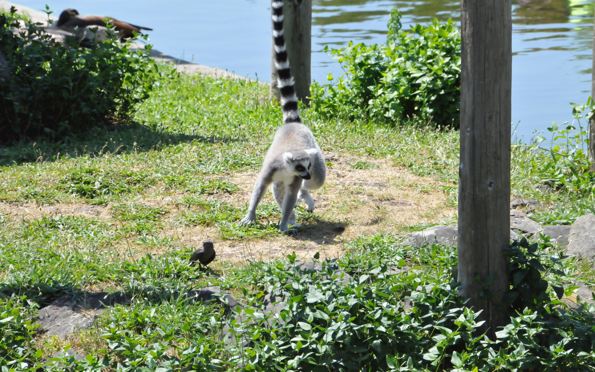 ./Ring-Tailed_Lemur_20210522_130943_C21_0570.jpg