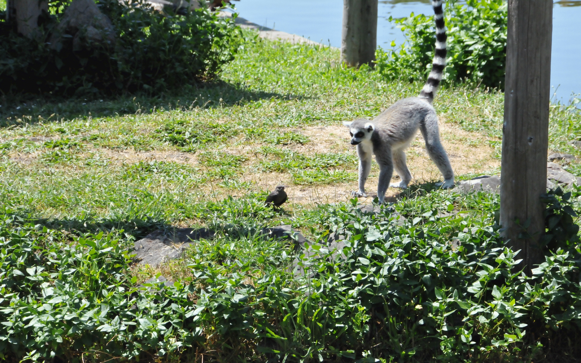 ./Ring-Tailed_Lemur_20210522_130950_C21_0571.jpg