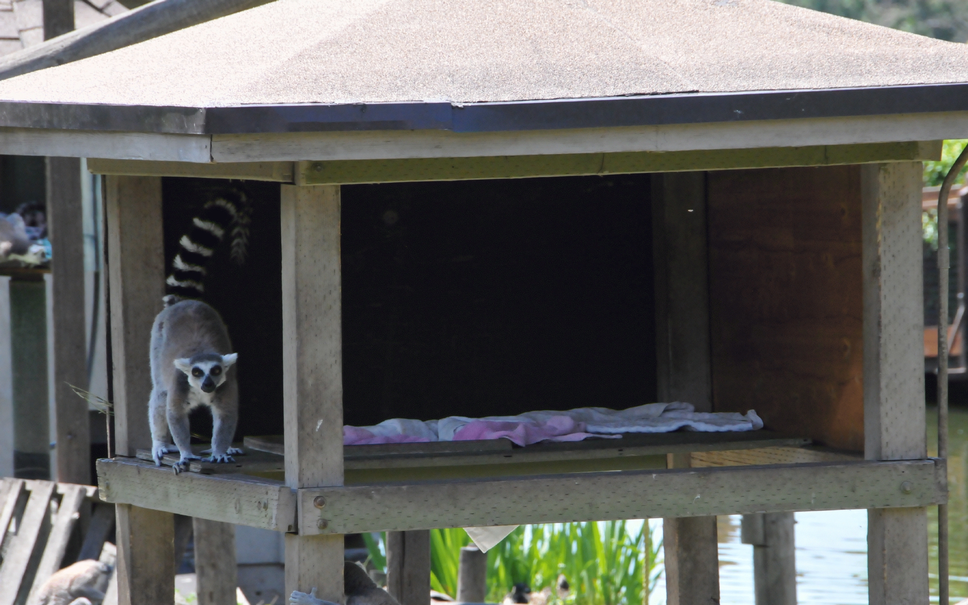 ./Ring-Tailed_Lemur_20210522_131014_C21_0573.jpg