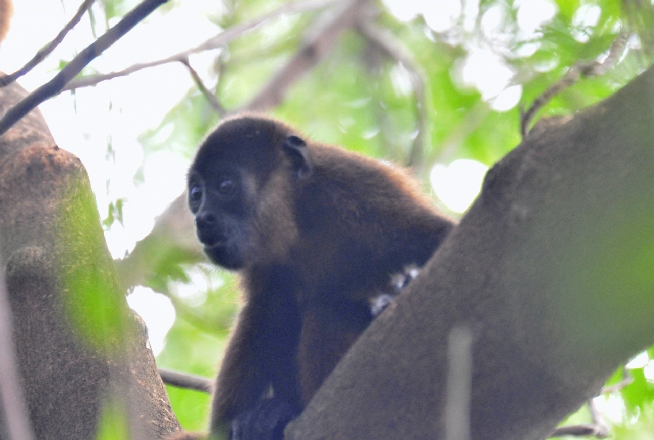 ./Howler_Monkeys_20111119_123331_TC1_0697.jpg