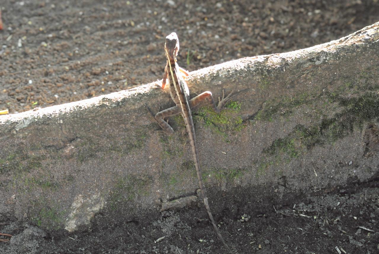 ./Lizard20080908_131732_TurtleBeachLodgeCostaRica_3498BCX.jpg