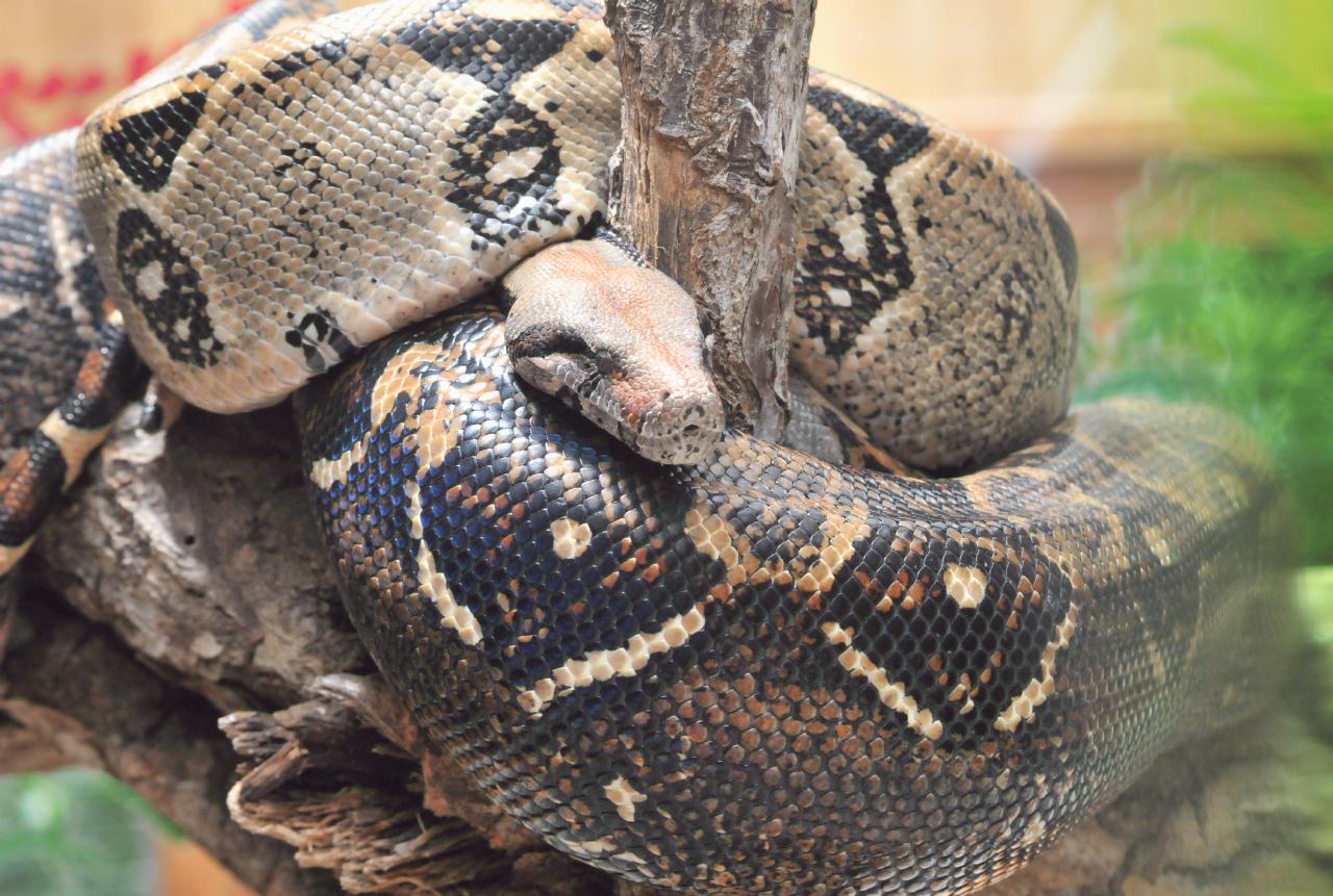 ./Python_20080915_133102_Reptile_Amphibian_Museum_Monteverde_Costa_Rica_4721BCX.jpg