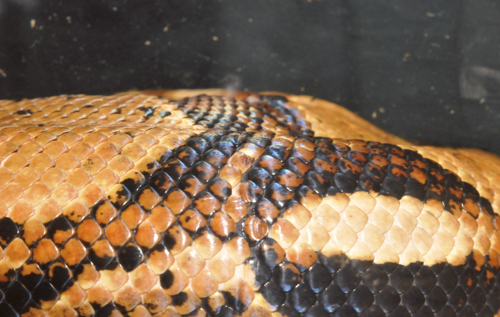 ./Snake_Skin_20150924_141715_Wildlife_Safari_C15_4508.jpg