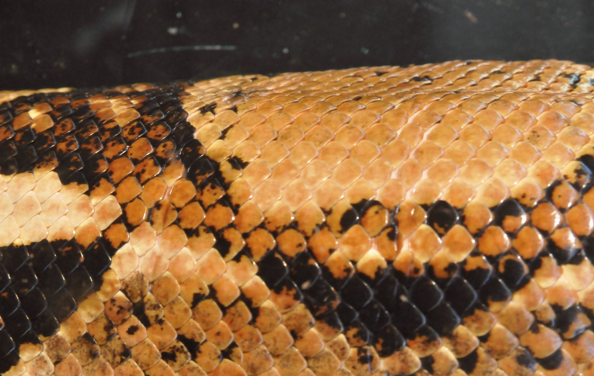 ./Snake_Skin_20150924_141716_Wildlife_Safari_C15_4510.jpg