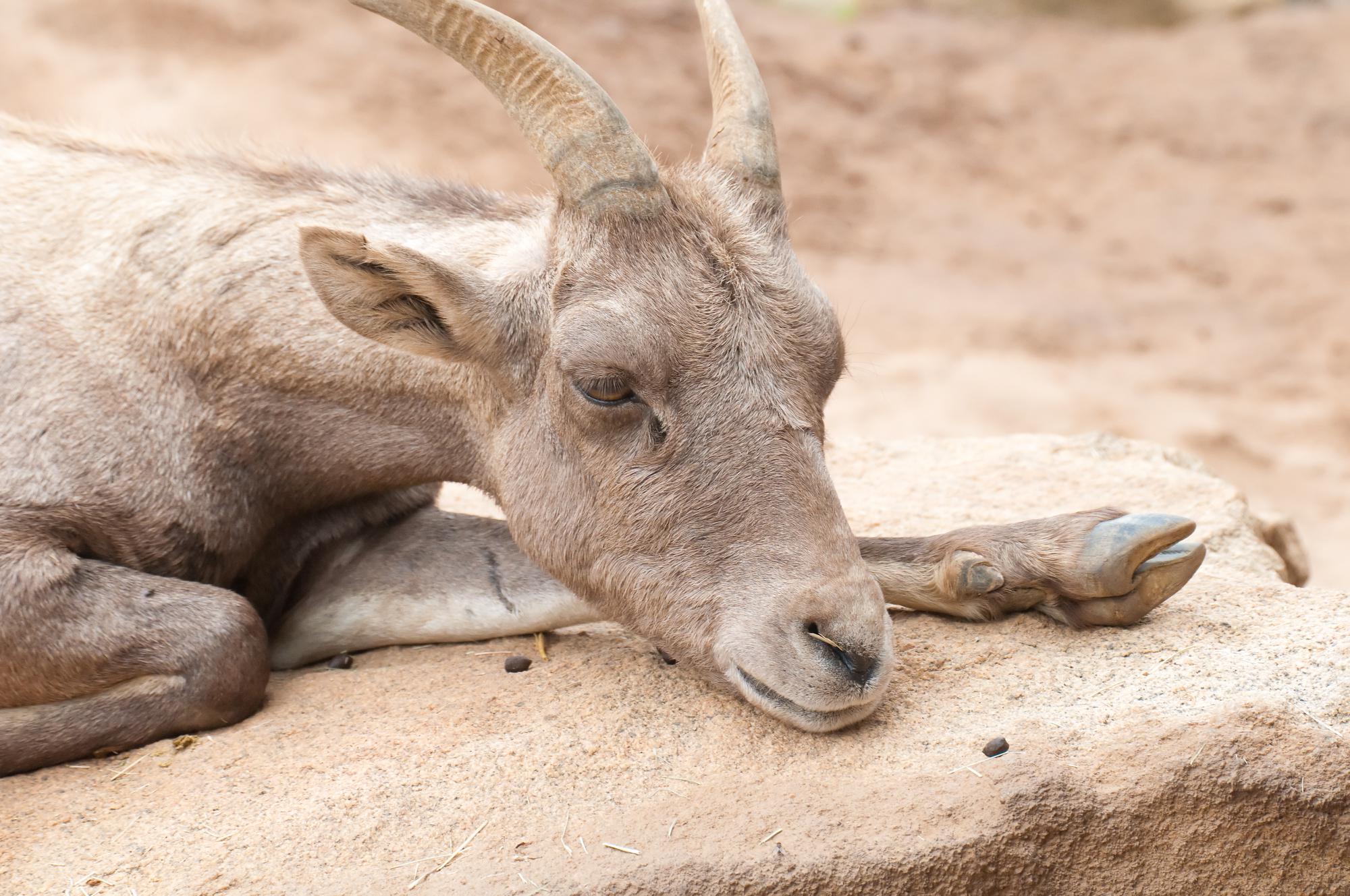 ./20111004_Bighorn_Sheep_Safari_Park_San_Diego_TNT_0179.jpg