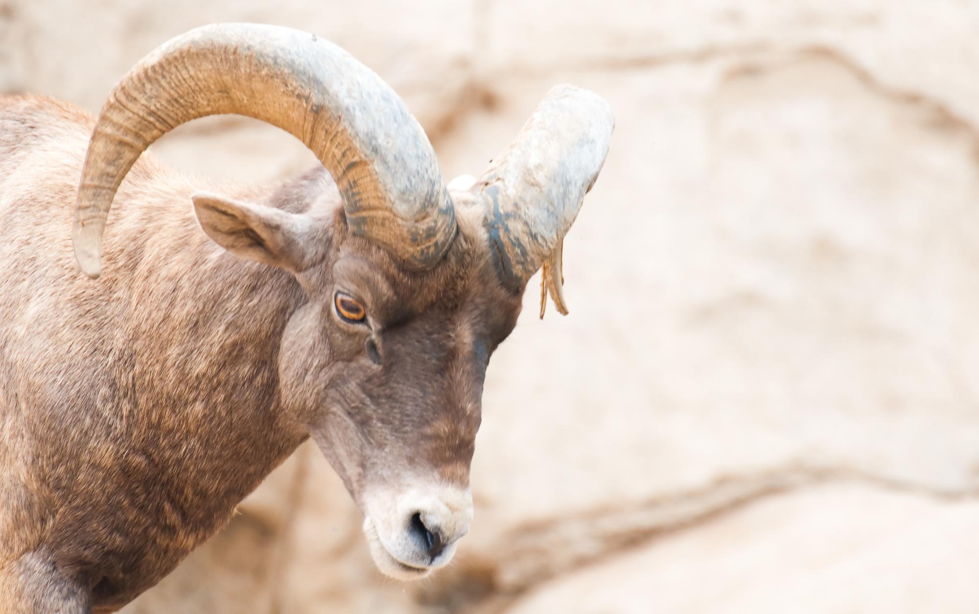 ./20111009__Bighorn_Sheep_Safari_Park_San_Diego_TNT_0182.jpg