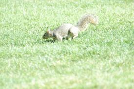 Squirrel2006_01.jpg