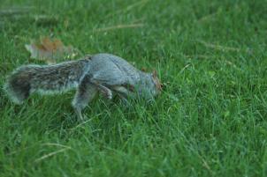 Squirrel2006_02.jpg