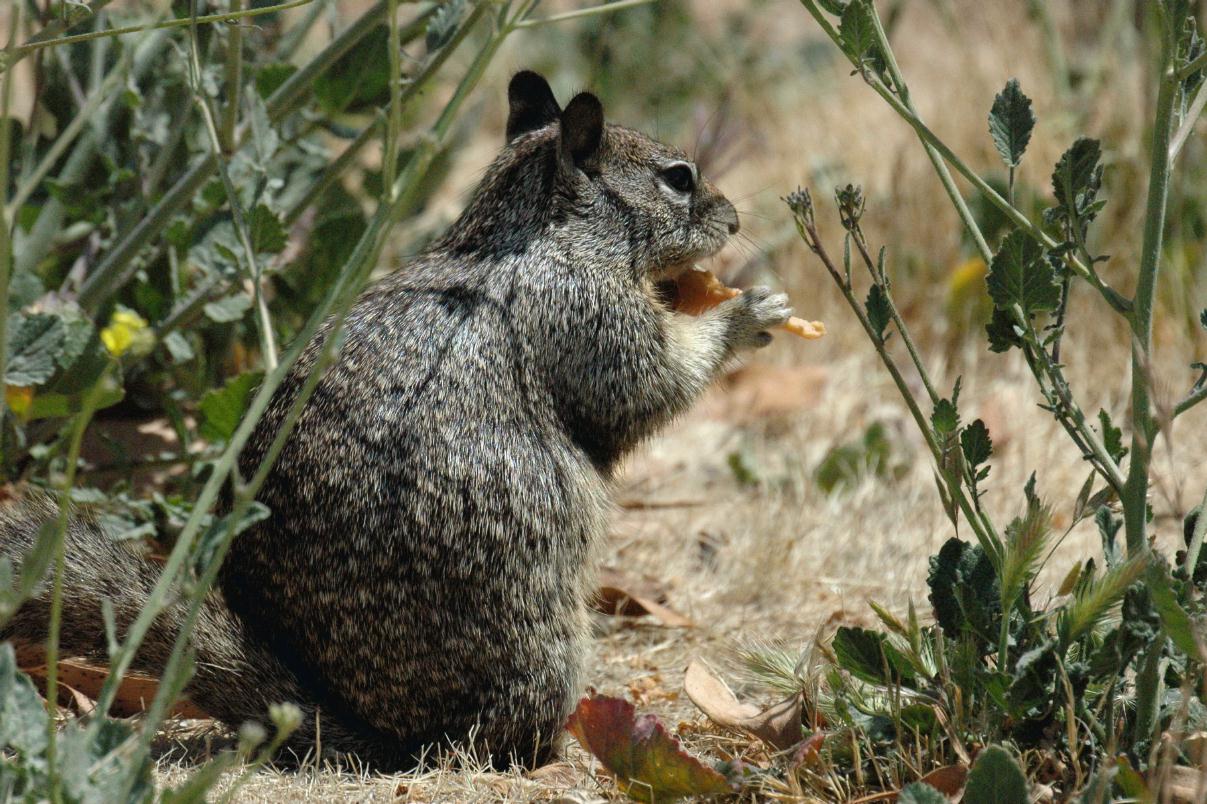 ./Squirrel2007_08.jpg