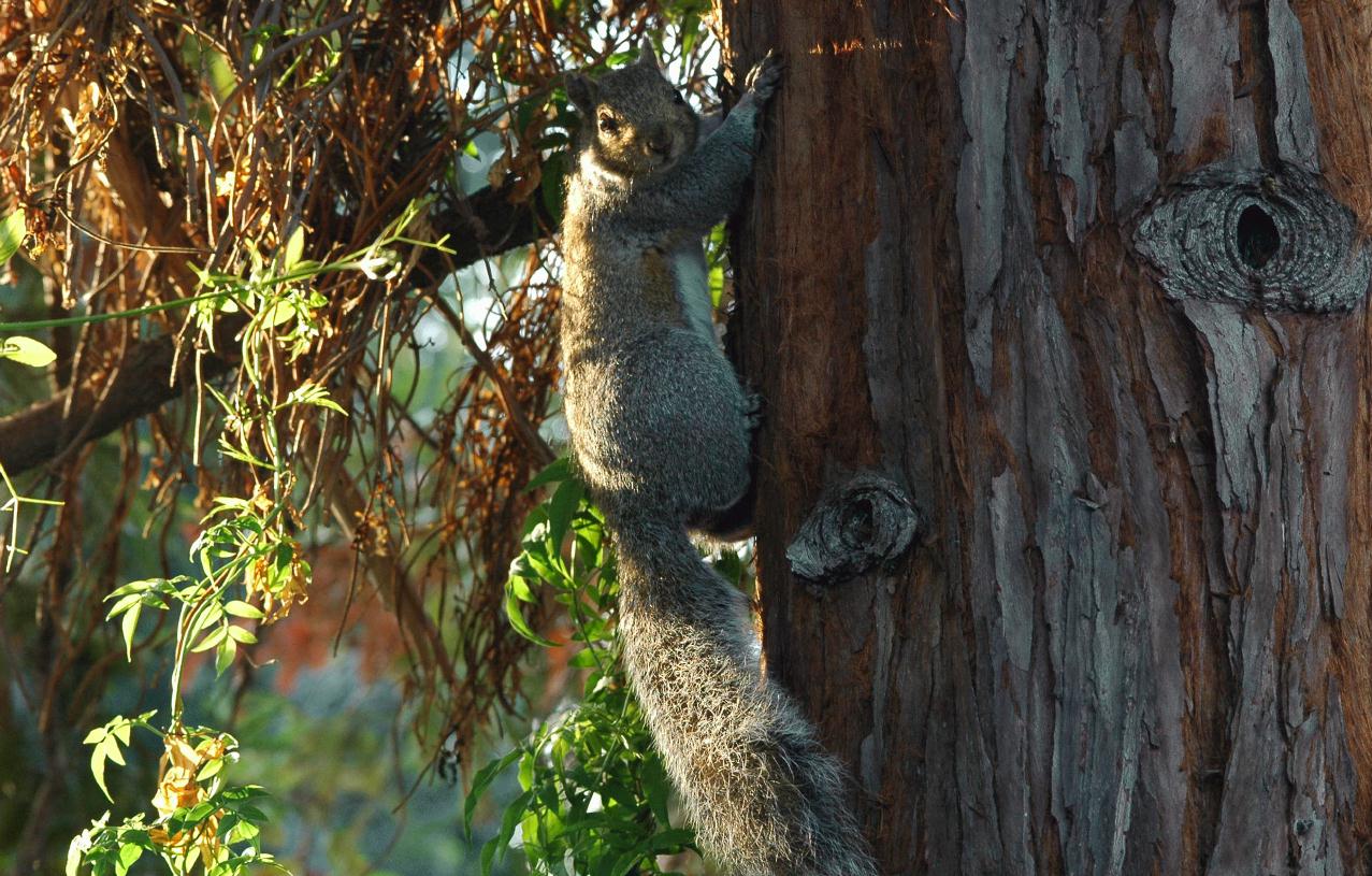 ./Squirrel2007_MtView_7366B.jpg