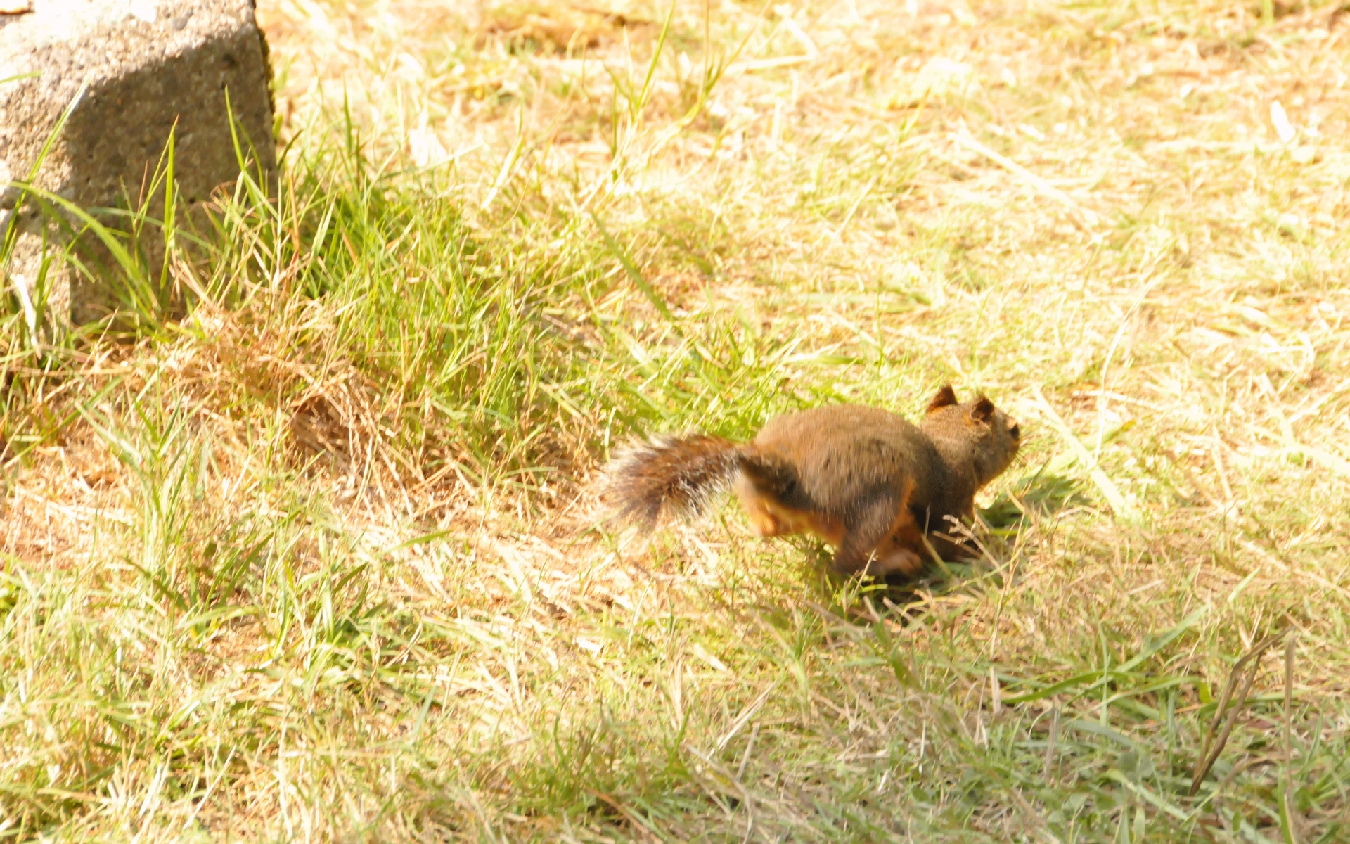 ./Squirrel_Lagoon_Campground_20230815_151710_C23_1180.jpg