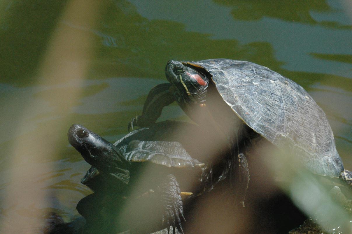 ./Turtle2007_02.jpg