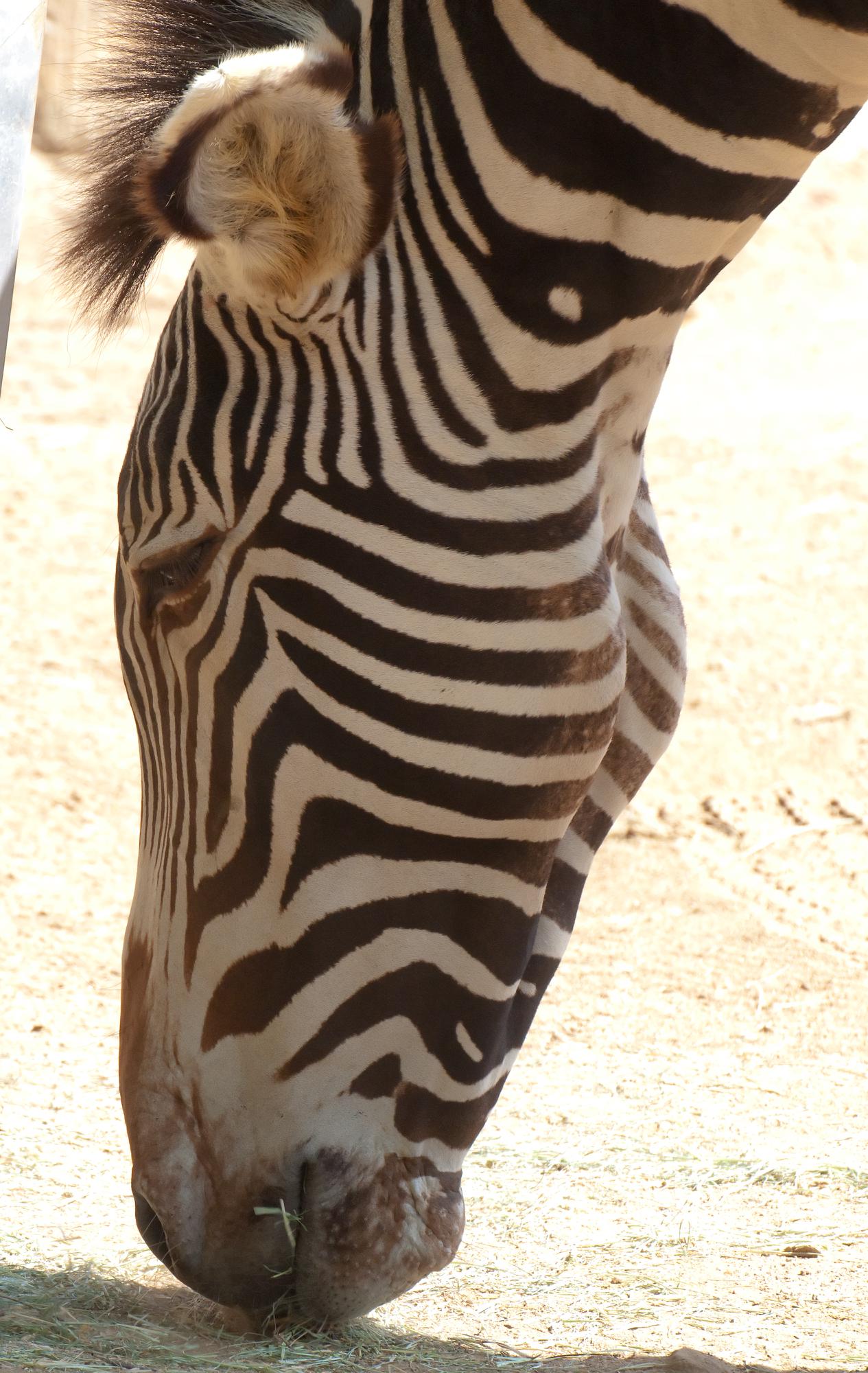 ./20110305_Grevys_Zebra_San_Diego_Zoo.jpg