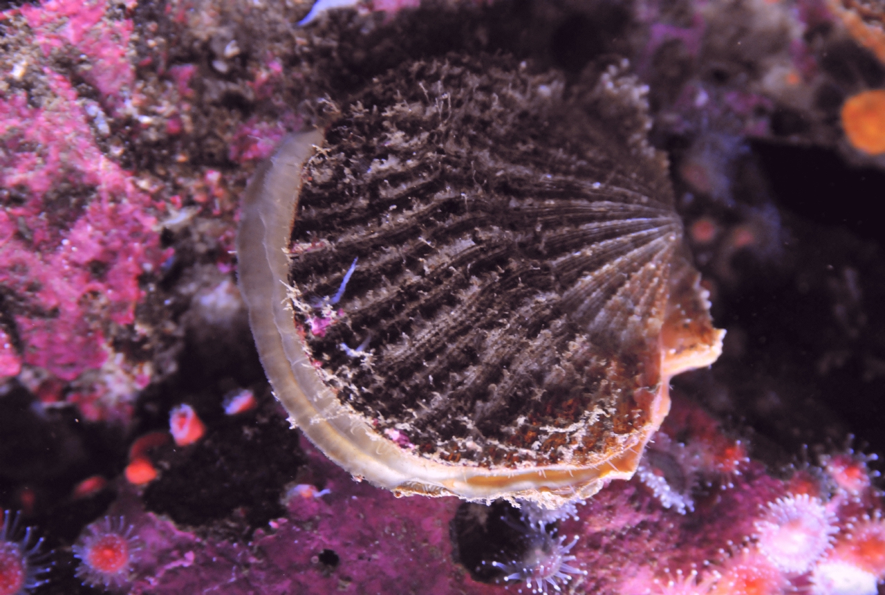 ./Rock_Scallop_20101020_163851_BCY_2311.jpg