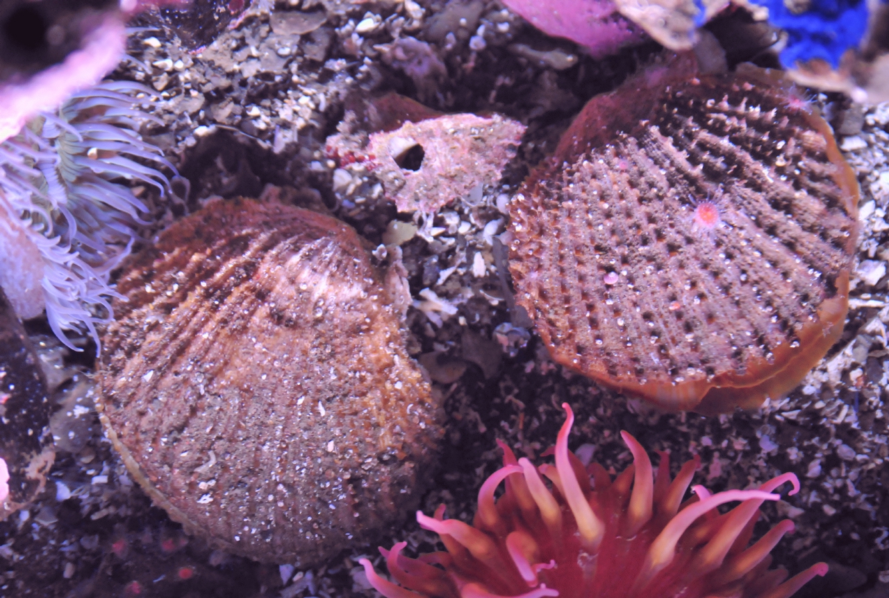 ./Rock_Scallop_20101020_163916_BCY_2312.jpg