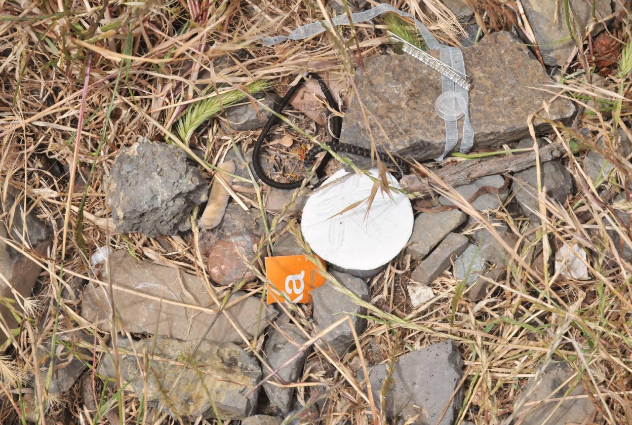 ./Pacific_Sand_Dollar_20100609_135642_Robert_Sibley_Regional_Park_5984BCX.jpg