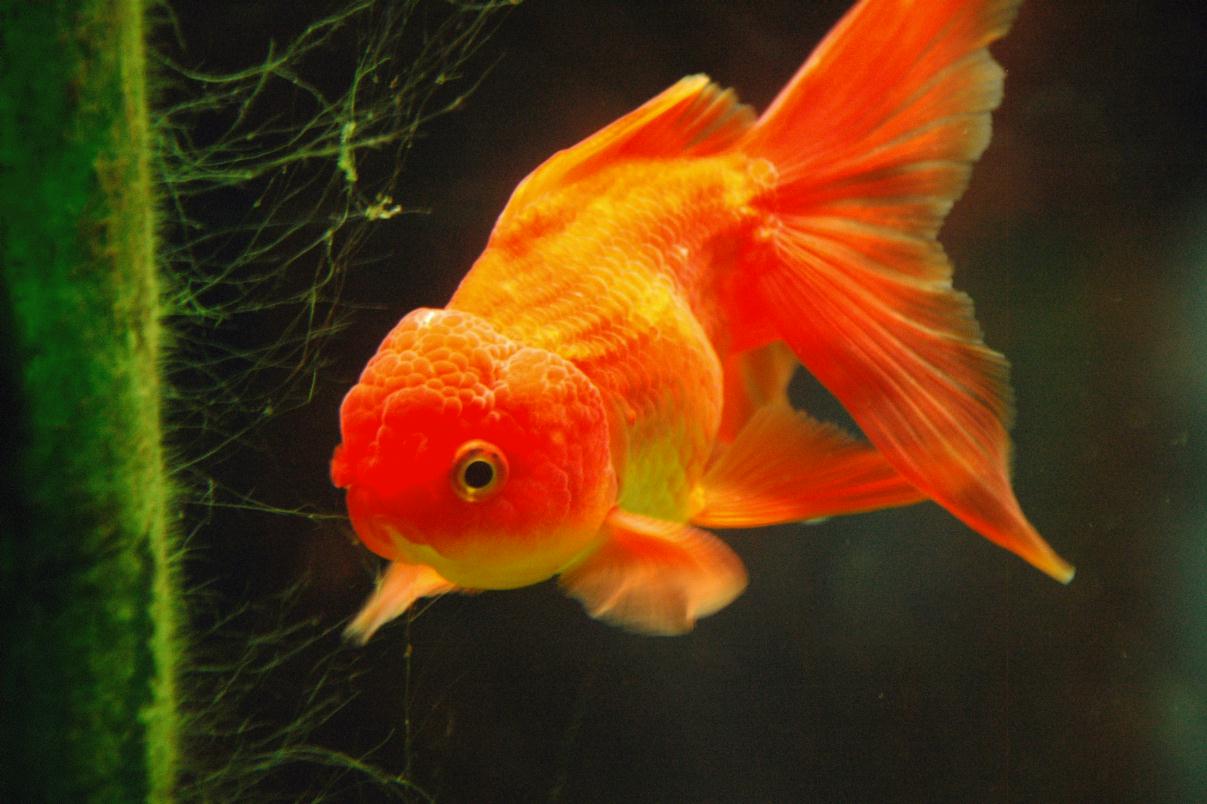 ./GoldFish2007_01.jpg