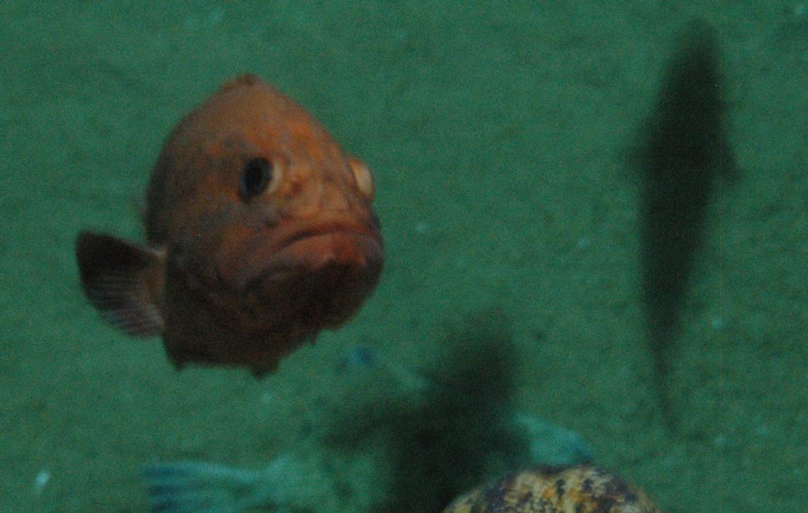 ./Fish2007_05.jpg