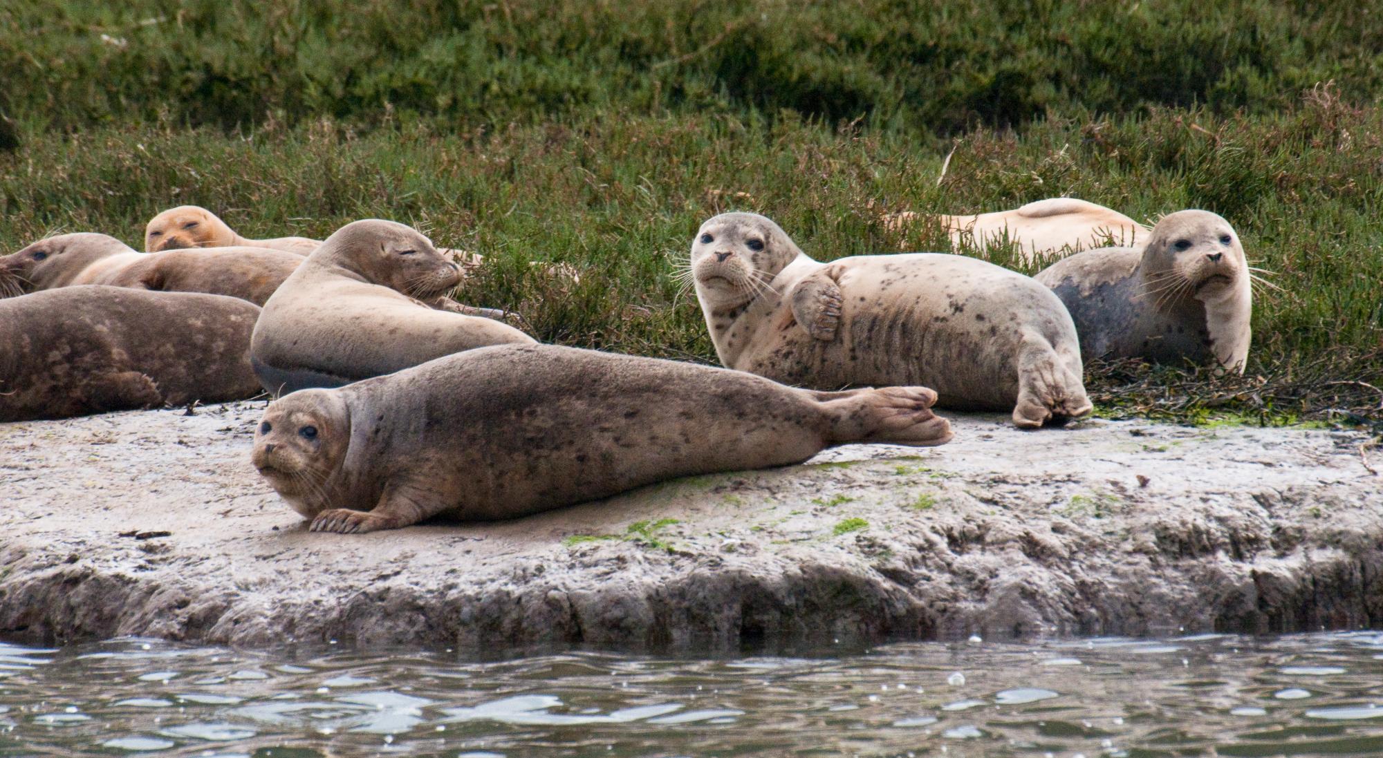 ./20100323_Harbor_Seal.jpg