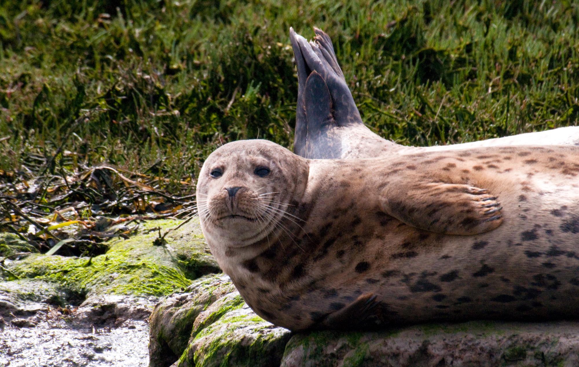 ./20100515_Harbor_Seal_Curious_About_Us.jpg