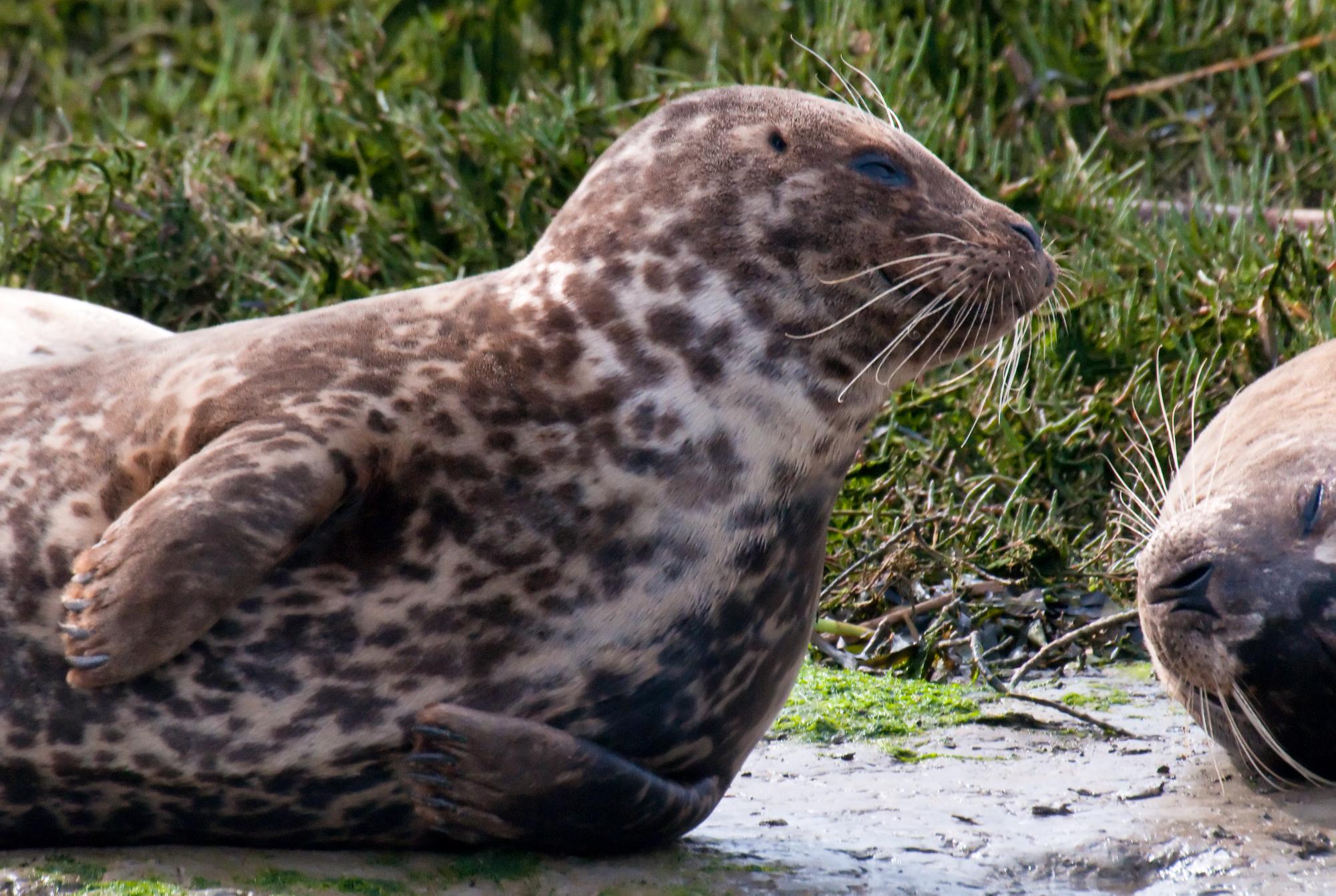 ./20100524_Harbor_Seal_Fur.jpg