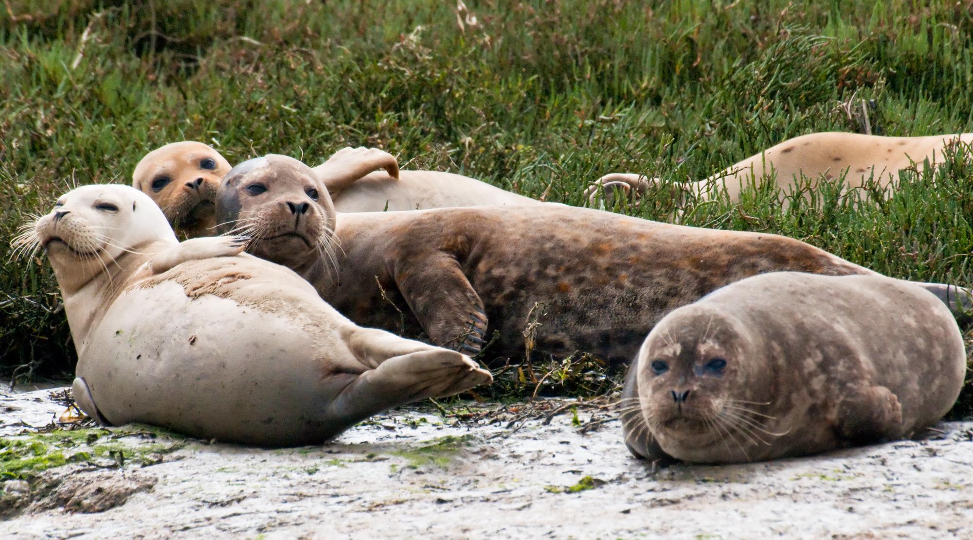 ./20100530_Harbor_Seal_Big_Teeth.jpg