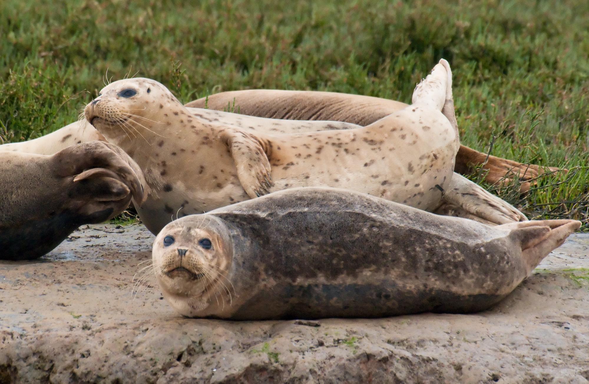 ./20100531_Harbor_Seals_Up_Close.jpg