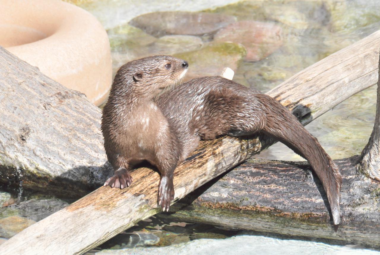 ./African_Spot-Necked_Otter_20101013_104925_TNT_9287.jpg