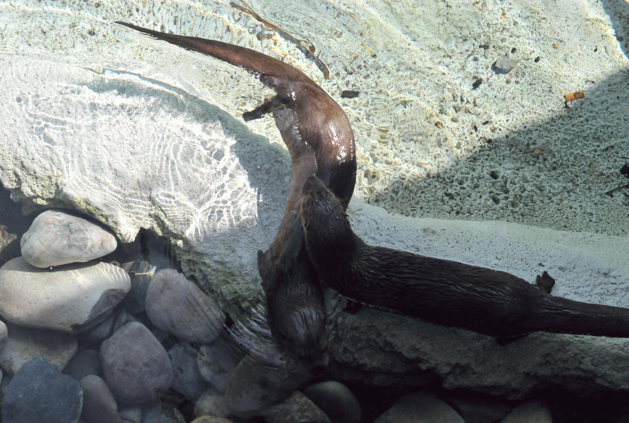 ./African_Spot-Necked_Otter_20101013_105028_BCX_9862.jpg