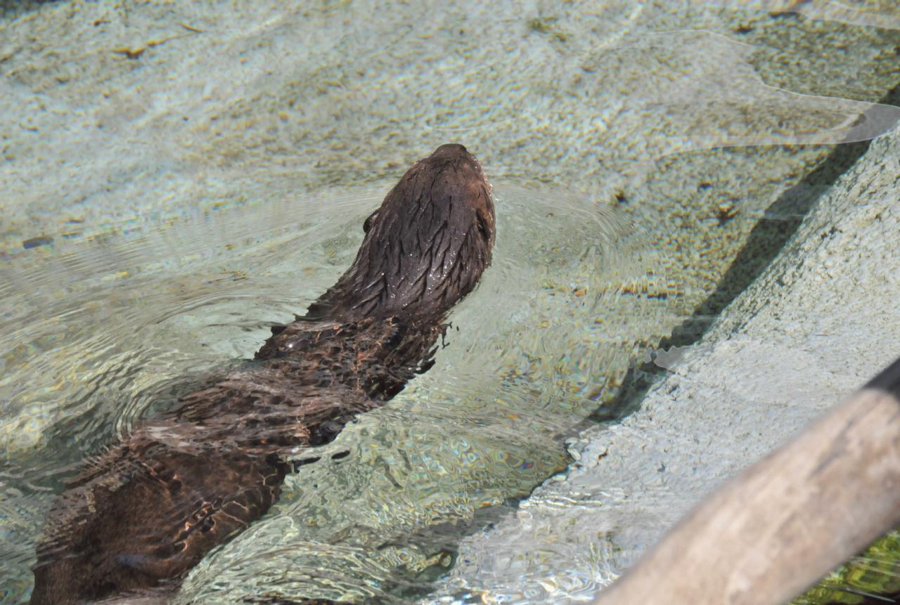 ./African_Spot-Necked_Otter_20101013_105052_TNT_9296.jpg