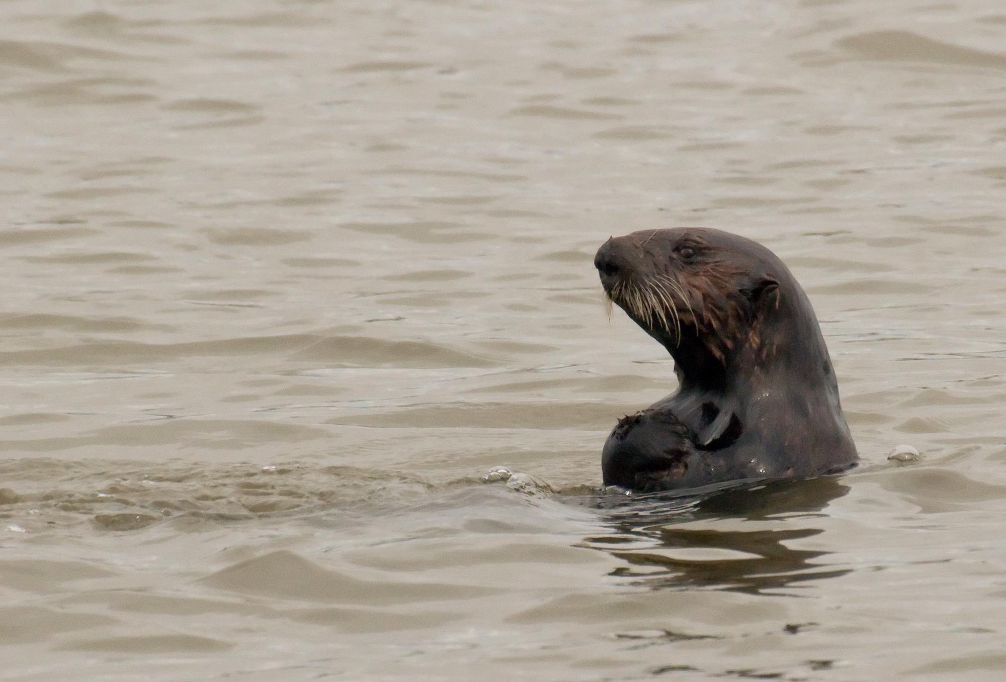 ./20100326_Sea_Otter_With_Shell.jpg