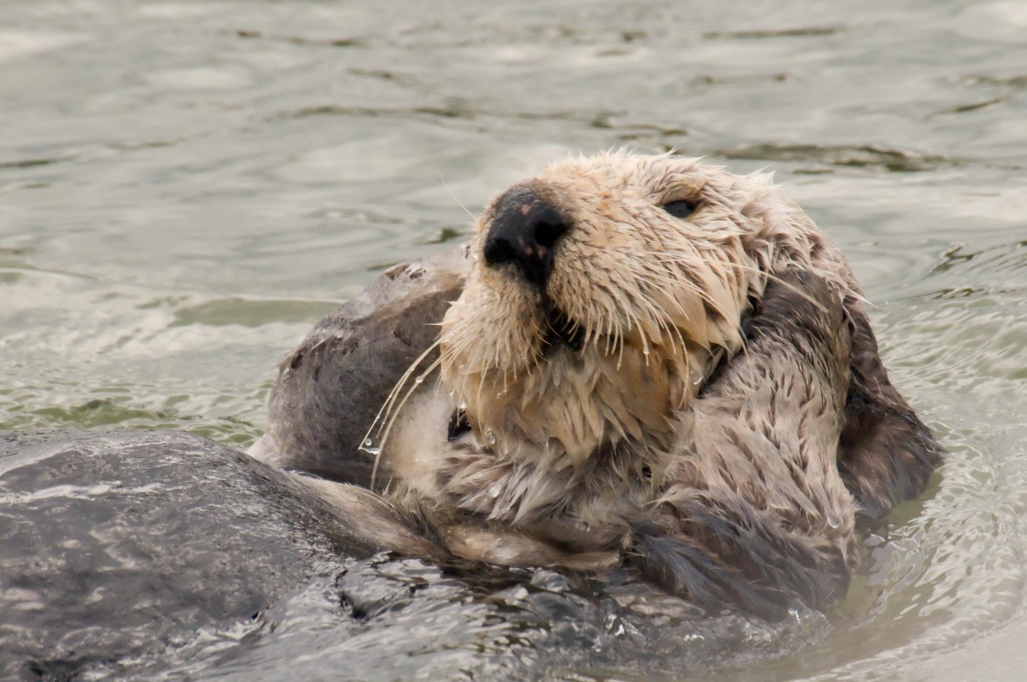 ./20100511_Sea_Otter_Grooming_Traps_Air.jpg