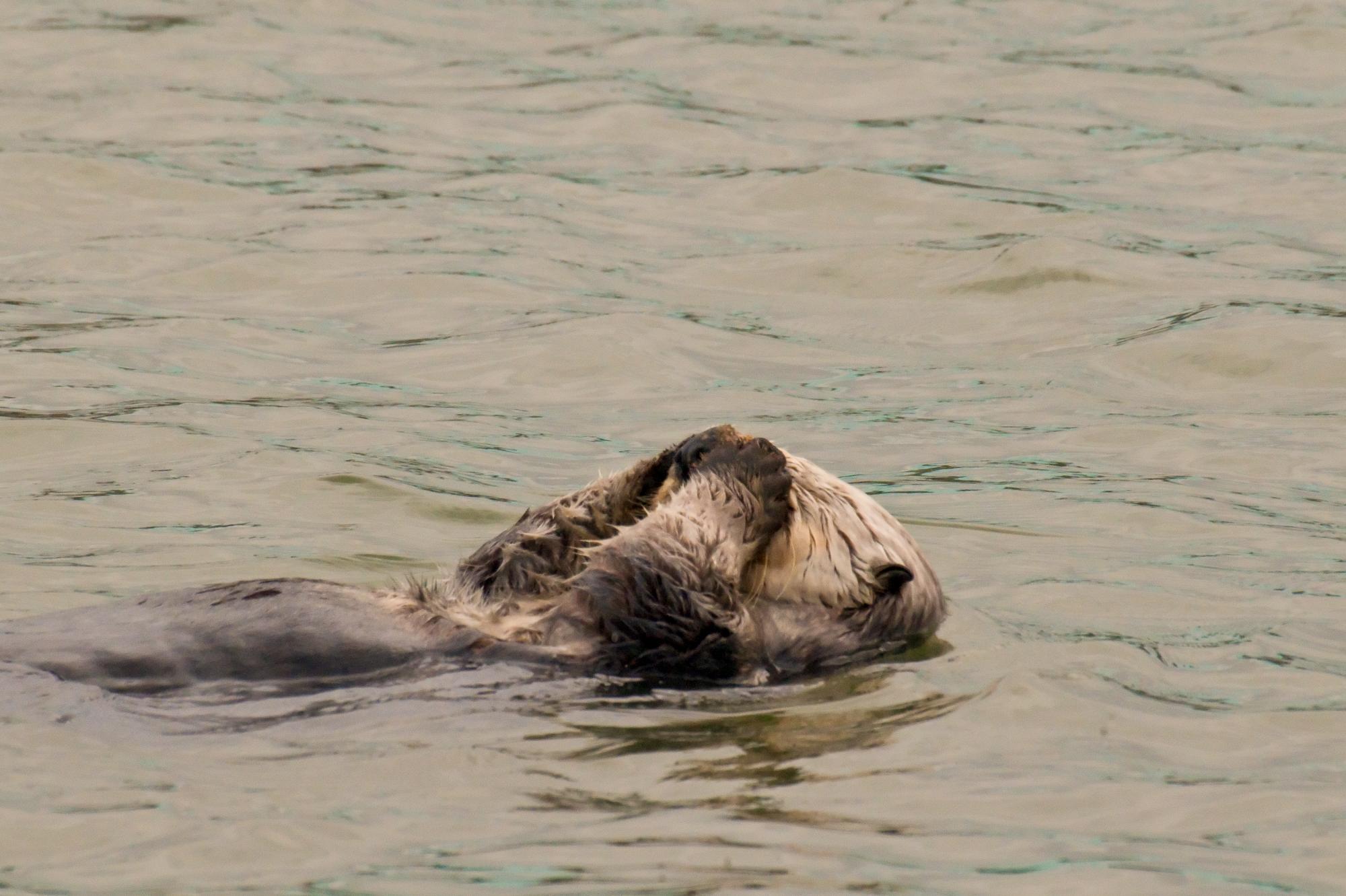 ./20100517_Sea_Otter_Paparazzi.jpg