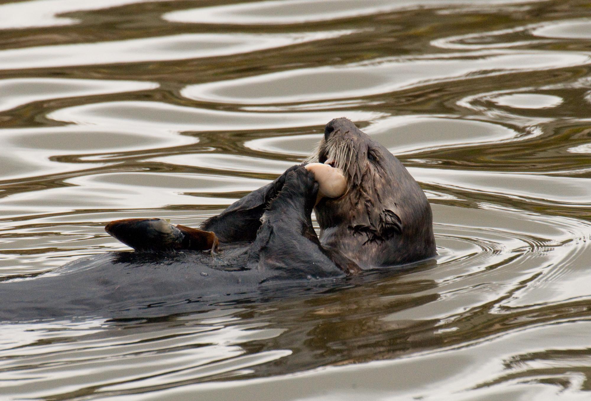 ./20100526_Sea_Otter_Plate_On_Stomach.jpg