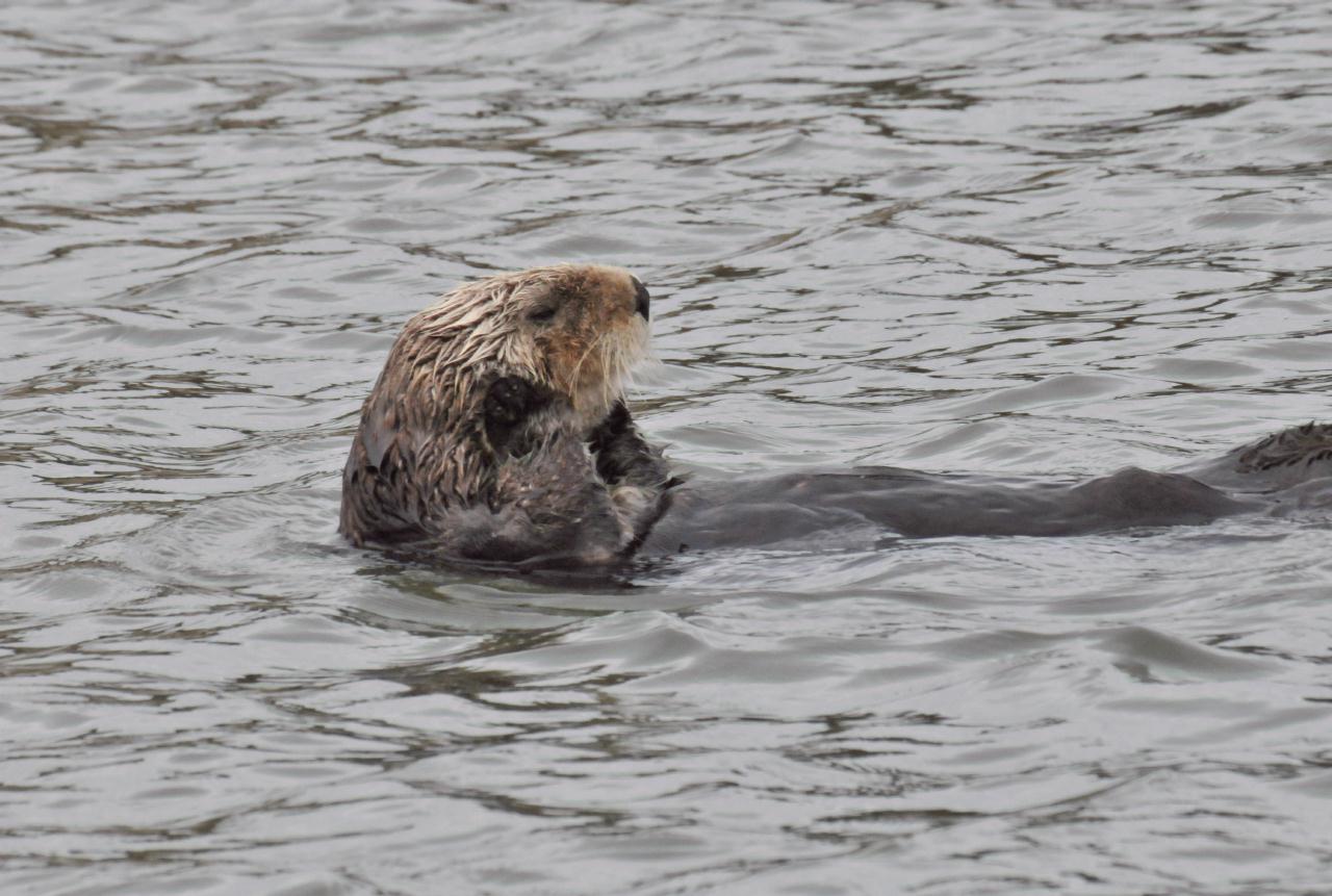 ./Sea_Otter_Elkhorn_Slough_20100312_100230_7583TNT.jpg