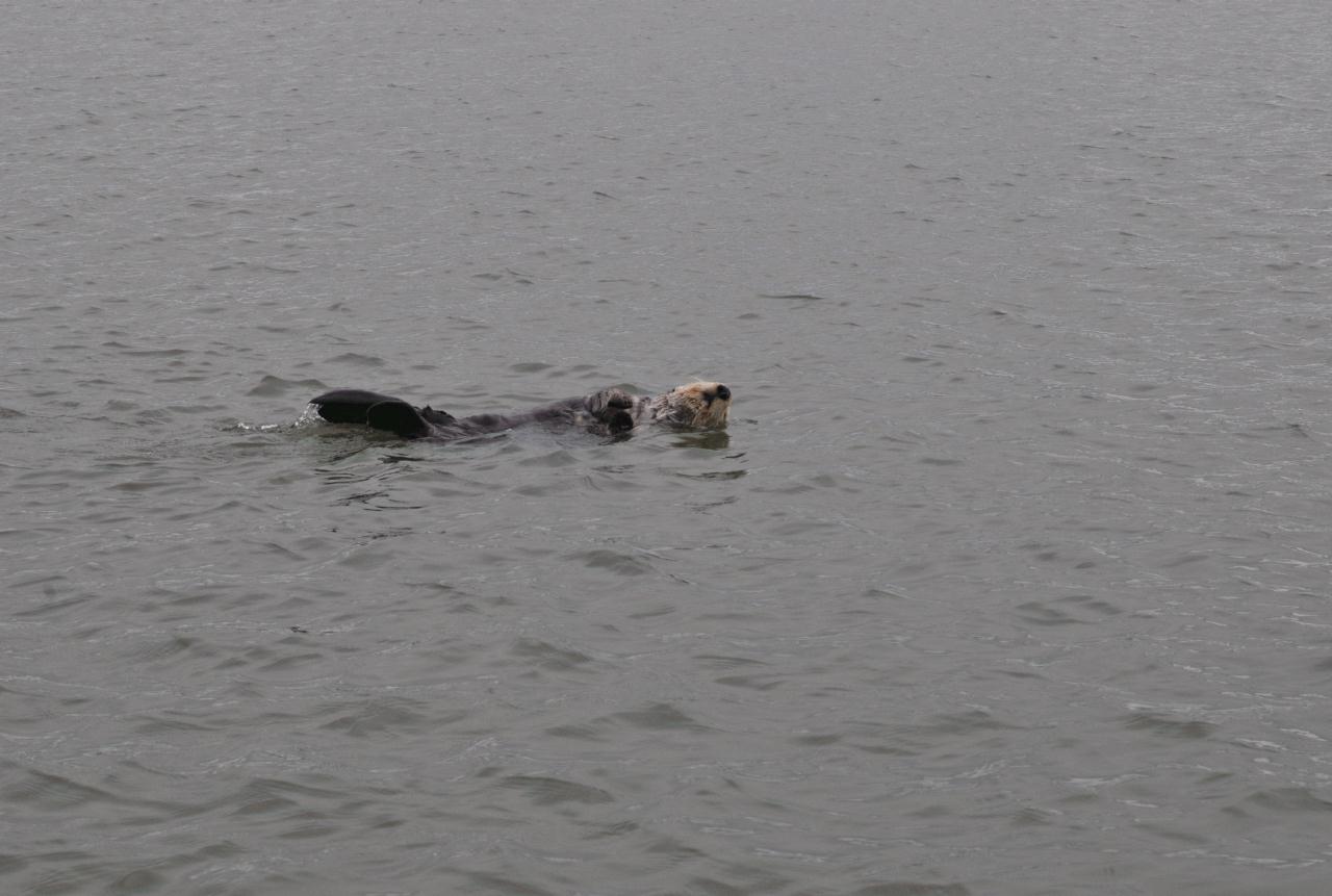 ./Sea_Otter_Elkhorn_Slough_20100312_100322_2800BCX.jpg