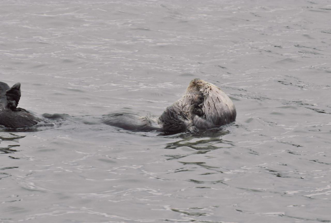 ./Sea_Otter_Elkhorn_Slough_20100312_100324_7586TNT.jpg