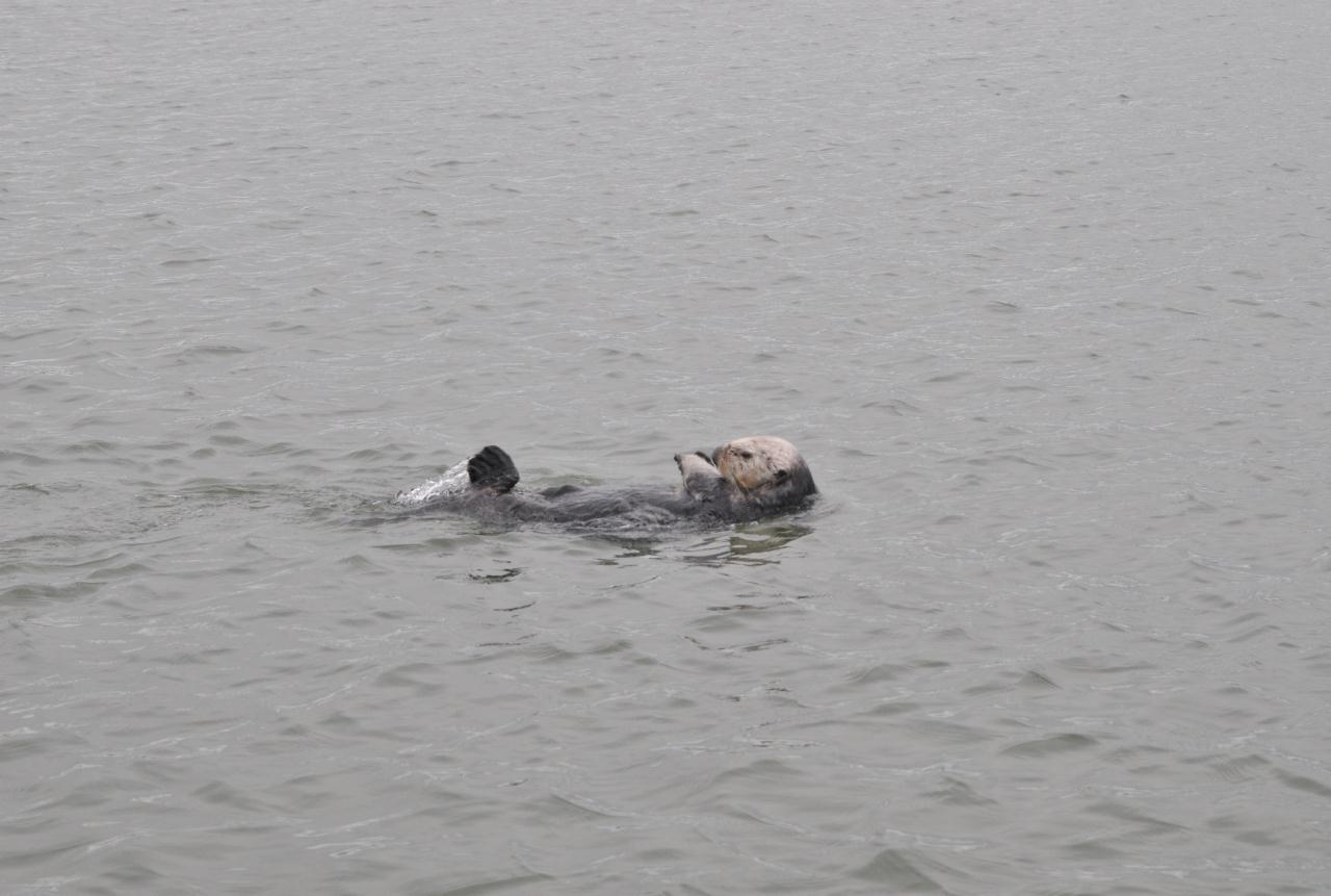 ./Sea_Otter_Elkhorn_Slough_20100312_100326_2801BCX.jpg