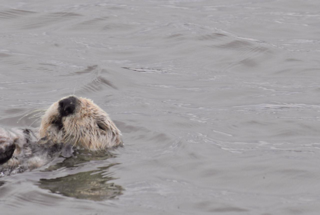 ./Sea_Otter_Elkhorn_Slough_20100312_100326_7587TNT.jpg