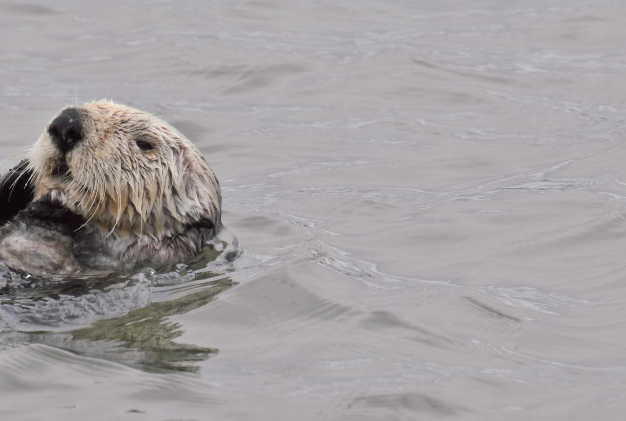 ./Sea_Otter_Elkhorn_Slough_20100312_100328_7588BCX.jpg