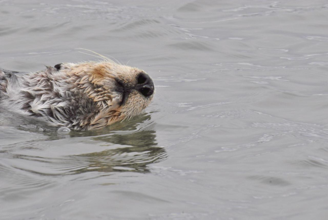 ./Sea_Otter_Elkhorn_Slough_20100312_100330_7589TNT.jpg